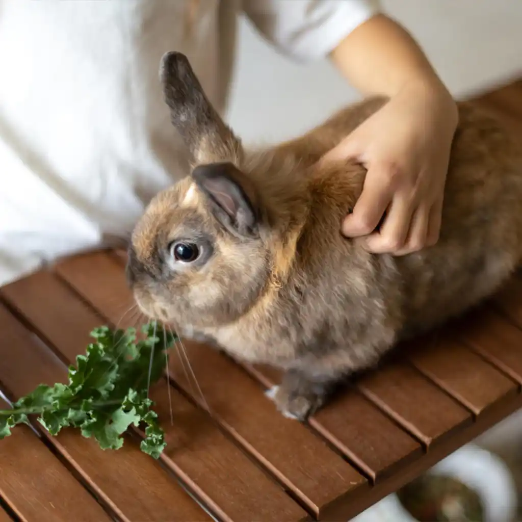 cruelty free botanical wellness products supporting conscious and natural lifestyle